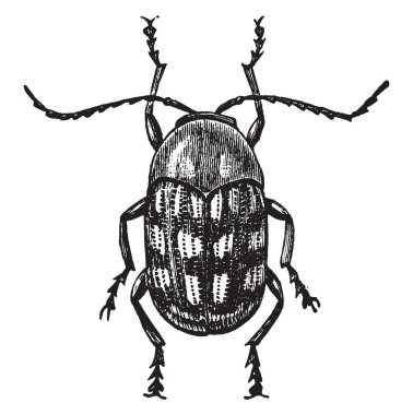 Cryptocephalus çeyrek inç uzun, vintage çizgi çizme veya oyma illüstrasyon.