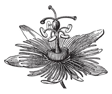 Tam bir beslenme tutku çiçek geniş yaprakları ve taç ince iş parçacığı ile. Konu çoğunlukla mor renk, vintage çizgi çizme veya oyma illüstrasyon.