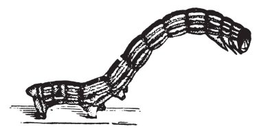 Anisopteryx pometaria, vintage çizgi çizme veya oyma illüstrasyon larva olan pamukçuk solucan.