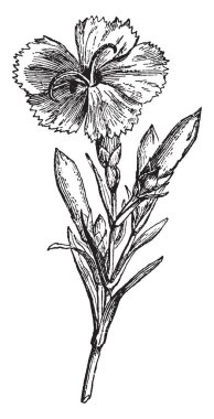 Bu resmi karanfil, karanfil türler çoğunlukla bulunan Çin, vintage çizgi çizme veya oyma illüstrasyon olarak bilinen karanfil pembe çiçek gösterilen.