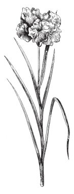 Iris Laevigata bir bitkidir. Çiçekleri parlak mor ve her kök bir çiçek vardır. Açık yeşil, ince ve çizim veya illüstrasyon oyma zayıf, vintage çizgi yapraklar.