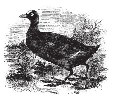 Bu resmi temsil eden ortak Avrupa coot, vintage çizgi çizme veya oyma illüstrasyon.