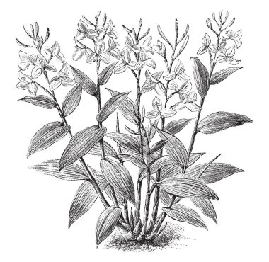A picture is showing Burbidgea Nitida. It belongs to flowering ginger family, Zingiberaceae. A flower has an orange-scarlet color and three petals, vintage line drawing or engraving illustration. clipart