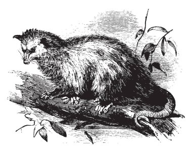 Virginia Opossum bulunan Kuzey Amerika, vintage çizgi çizme veya oyma illüstrasyon bir keseli hayvanı olduğunu.