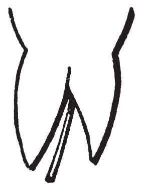 Loblar ile bir ok başı gibi görünüyor Sagittate resmini aşağı doğru vintage çizgi çizme veya oyma illüstrasyon döndü.