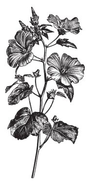 Lavatera Trimestris çiçek yaprakları bir görüntü. Beyaz ve pembe Bordo merkezleri ve yaprakları, vintage çizgi çizme veya oyma illüstrasyon kahverengi veining tonları.