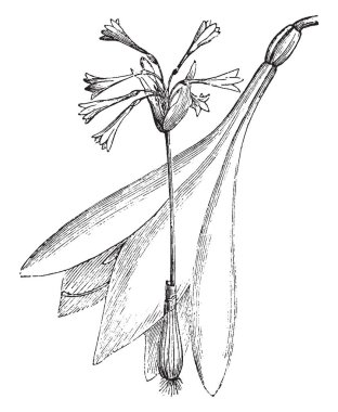 Bu alışkanlık ve müstakil çiçek Lycoris Sewerzowi bir görüntüdür. Kahverengimsi kırmızı onun çiçektir ve güzel kokulu, vintage satır çizim veya gravür illüstrasyon.