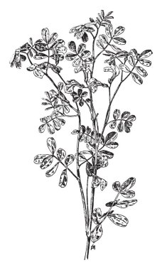 Coronilla Emerus çiçeklerin ve onun ağaçları yoğun. Çiçekler sarı rengidir; Bu ağaç ilâ 3-5 feet, vintage çizgi çizme veya oyma illüstrasyon büyür.