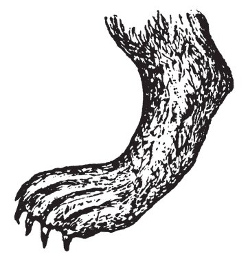 Su, vintage çizgi çizme veya oyma illüstrasyon içinde ve dışında hizmete olan su samuru ayak.