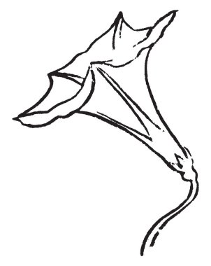 Bir resim çiçek gösteriyor. Bu Çan şeklinde çiçek, vintage çizgi çizme veya oyma illüstrasyon.