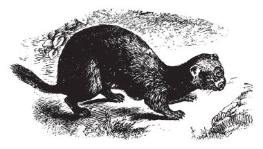 Sansar mustelid Batı Avrasya ve Kuzey Afrika, vintage çizgi çizme yahut oyma illüstrasyon için yerel familyasından bir.