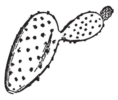 Bu görüntü büyük yaprakları gibi görünüyor düz, etli yastıkları var, kaktüs, vintage satır çizim veya gravür illüstrasyon.