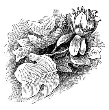 bitki görüntü. Vektör çizim