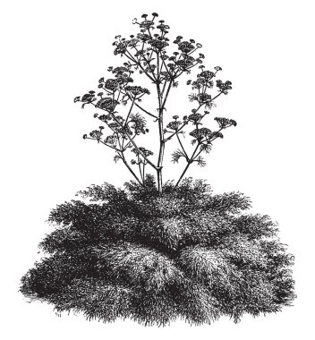 Bir resim Ferula Communis, yaygın olarak bilinen dev rezene gösteriyor. Maydanozgiller havuç ailesine ait. Bu bir uzun boylu otsu bitki. Onun çiçek çizim veya illüstrasyon oyma sarı, vintage çizgi vardır.