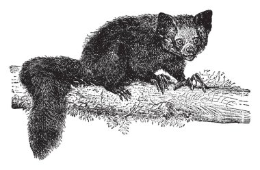 Baş üstüne bir lemur ve Madagaskar, vintage çizgi çizme veya oyma illüstrasyon için yerel bir strepsirrhine primat olduğunu.