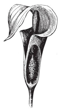 Bir resim yen bitki gösterir. Ayrıca kılıf adlandırılır ve tüm çiçekler sadece bir seks olan ani bir artış, ya staminate ya da Carpellate, vintage satır çizim veya gravür illüstrasyon.