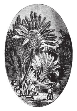 Bir seyahat Palm veya bitki Madagaskar gelen familyasından Traveller's ağaç gösteren bir örnek bulunmaktadır. Aslında bir palm ama cennet kuşu Aile, vintage çizgi çizme veya oyma illüstrasyon üyesi değil.