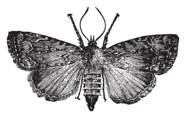 Amerikan bakır altı güve ailesinin Noctuidae, vintage çizgi çizme veya oyma illüstrasyon.