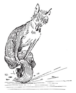 Tutarak onun kuyruk, vintage çizgi çizme veya illüstrasyon oyma bir tilki