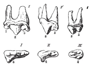 Etçiller plasental memeliler, vintage çizgi çizme veya oyma illüstrasyon 280'den fazla tür içerir bir çeşitli scrotiferan emridir.