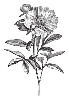 Paeonia albiflora çiçekli dalı gösteren bir resim. Paeoniaceae aile bu. Kırmızı ve beyaz, geniş çiçektir. 2-3 feet uzunluğunda, vintage çizgi çizme veya oyma illüstrasyon kök olduğunu.
