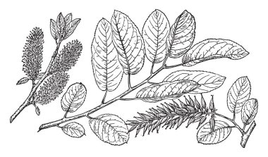 Salix Balsamifera: Bu kroki işte bir ağaç dalı, Salix Balsamifera, balsam willow denir, çünkü onun yapraklar ve dallar, kara Ladin ve Amerika çamı, vintage çizgi çizme veya illüstrasyon oyma ağaçlar vardır.