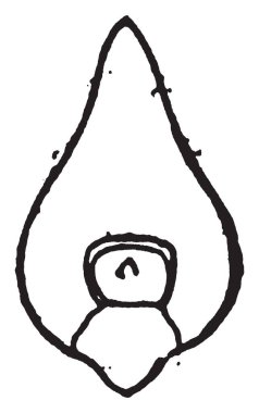 Bu çerçevede yulaf bkz: tohum embriyo, vintage çizgi çizme veya oyma illüstrasyon denir.