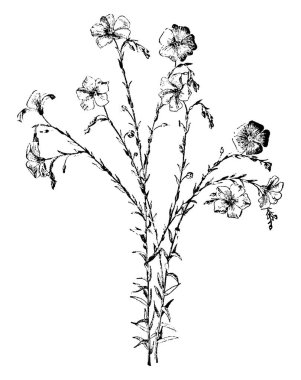 Linum Perenne çiçekli bitki ve onun çiçekler soluk mavi, beş yaprakları, vintage çizgi çizme veya oyma illüstrasyon.