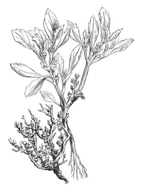 Bir resim Anastatica Hierochuntina bir çiçek Kuru meyve bitki çoğunlukla olduğu gösterilen Rose of Jericho, vintage çizgi çizme veya oyma illüstrasyon olarak bilinen.