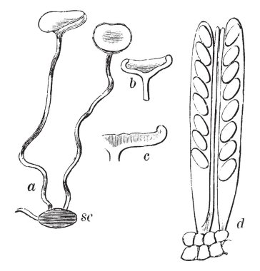 Orada olan iki fincan bağlamak iki sap ve sapları çok uzun. Leanghtwise, vintage çizgi çizme veya oyma illüstrasyon kesip braoad, bu.