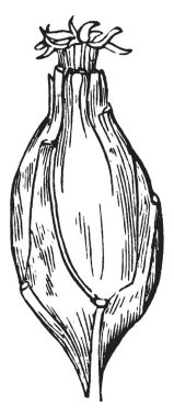 Bu resmi bir Carolina Yenibahar gösteriyor. Kalın oval şekilli, vintage çizgi çizme veya oyma resimde bu meyvedir.