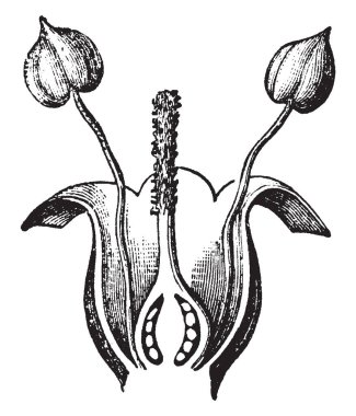 Muz çiçeği resmi. Görüntü bir anter, stigma, stil, petal ve yumurtalık, vintage çizgi çizme veya oyma resimde gösterilen.
