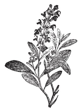 Şube ve 450 türler, vintage çizgi çizme veya oyma illüstrasyon kapsayan sıcak bölgelerde yaygın olarak dağıtılan bitkilerin nane ailesinin bir geniş cinsidir adaçayı bitki çiçek gösteren bir resim.