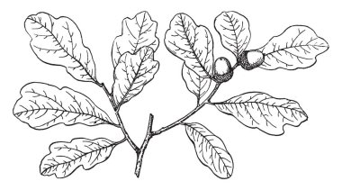 Şube sığ loblu meşe, bu yaprak şekli olan loblu, tohum d. üzerinde çıplak, vintage çizgi çizme veya oyma resimde gösterilen bu resmi.