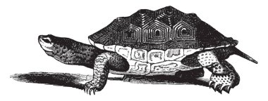 Tuzlu su terrapin tuz veya tuzlu su kendisi kış, vintage çizgi çizme veya oyma illüstrasyon sırasında çamura satın deniz kıyısında yaşıyor.
