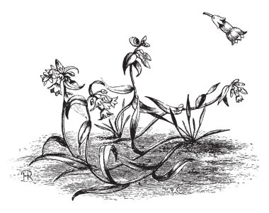 Bu resimde çiçek dibe doğru eğilmiş. Bu çiçekler parlak mavi renk ve o olduğunu çiçeği Haziran, vintage çizgi çizme veya oyma illüstrasyon.