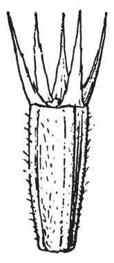 Bu resmi akenes gösteriyor. Bu bölümü dikdörtgen biçimli dış tabaka Thorny olduğunu ve bunu büyüyen çok sivri ve keskin, bir yuvarlak olduğunu üst tarafı şeklinde, vintage çizgi çizme veya oyma illüstrasyon.