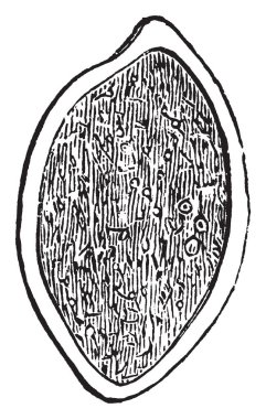 Tilletia görüntüsünü. Bu görüntü virüslü tahıl, vintage çizgi çizme veya oyma illüstrasyon Büyüt kısmı gösterir.