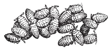 Kökleri phylloxera, vintage oyulmuş illüstrasyon grubudur. Doğal Tarih hayvanların, 1880
