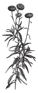 Bir resim (Helichrysum Bracteatum) Everlastings, şube çiçekli gösteriyor. Bitki aile ve Kuzey Afrika'e ait. Çiçek sapları, vintage çizgi çizme veya oyma illüstrasyon sonunda yalnız büyüyen başları.