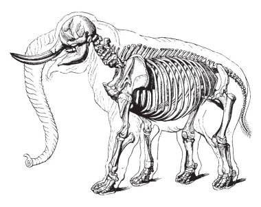 Fil iskelet kafatası omurga ekstremitelerde kaburga ve göğüs, vintage çizgi çizme veya oyma illüstrasyon oluşur.