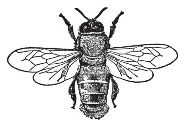 Öncelikle üretim ve depolama tatlım, vintage çizgi çizme veya oyma illüstrasyon tarafından seçkin erkek bal arısı.