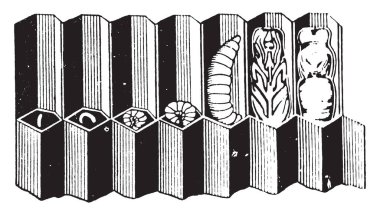 Arı Larva larva pupates zaman işçi arılar, vintage çizgi çizme veya oyma illüstrasyon tarafından hücreleri nerede şapkalı.