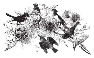 Passeres in which the legs feet and talons are generally smaller than those of predatory birds, vintage line drawing or engraving illustration. clipart