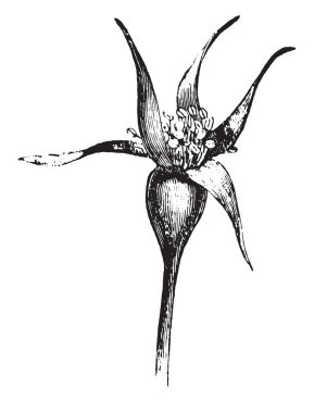 Bu resmi bir stilize gül tomurcuğu gösteriyor. Anter büyümek yaramaya başladı. Pedicel ince ve kısa, vintage satır çizim veya gravür illüstrasyon.