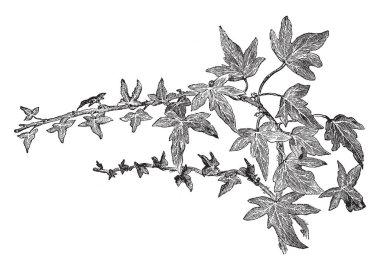 Edera helix 'Digitata Hesse' finger-leaved ivy from the RHS. These plant leaves are like a star-fish, vintage line drawing or engraving illustration. clipart