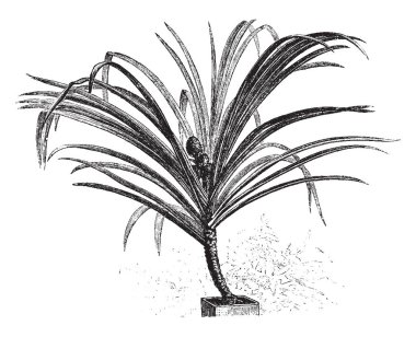 Pandanus furcatus gösteren bir resim. Vida çam Pandanus ortak adıdır. Bu Pandanaceae aile biçimidir. Yaprakları uzun ve keskin dikenleri, vintage çizgi çizme veya oyma illüstrasyon ile silahlı.