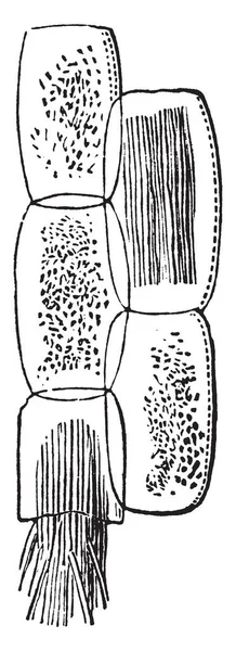Raphides Bir Görüntü Resimde Hücreleri Klorofil Iki Tane Raphides Vintage — Stok Vektör