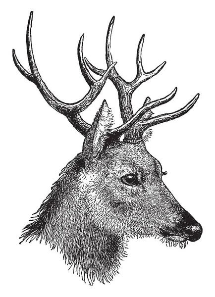 Questa Illustrazione Rappresenta Deer Head Disegno Linee Vintage Incisione Illustrazione — Vettoriale Stock