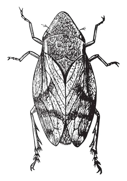 Dorsala Uppfattning Spottstrit Insekt Ordningen Hemiptera Vintage Linje Ritning Eller — Stock vektor